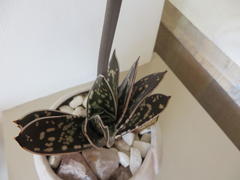 Gasteria