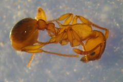 Myrmica sabuleti