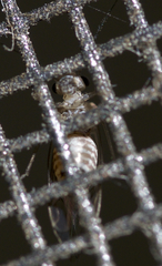Blastopsocus lithinus