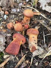Cortinarius harrisonii