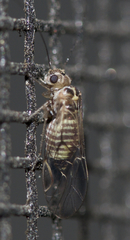 Blastopsocus lithinus
