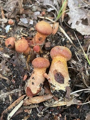 Cortinarius harrisonii