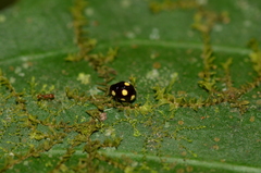 Hyperaspis pseudodonzeli