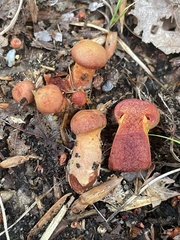 Cortinarius harrisonii