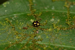 Hyperaspis pseudodonzeli