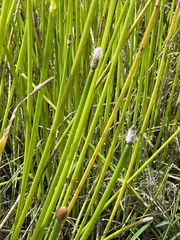 Eleocharis elegans