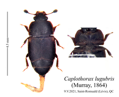 Caplothorax lugubris