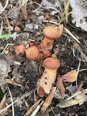 Cortinarius harrisonii