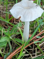 Amanita
