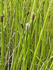 Eleocharis elegans