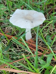 Amanita