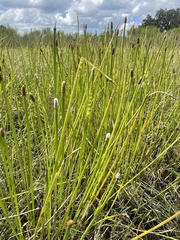 Eleocharis elegans