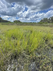 Eleocharis elegans
