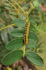 Senna multiglandulosa