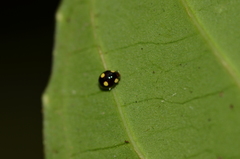 Hyperaspis pseudodonzeli