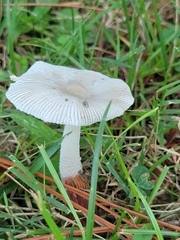 Amanita