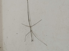 Pseudosermyle strigata