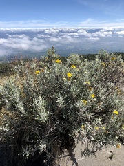 Senecio mairetianus