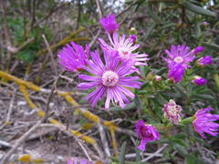 Ruschia langebaanensis