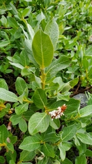 Salix commutata