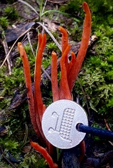 Clavulinopsis sulcata