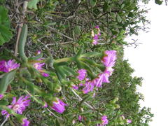 Ruschia langebaanensis