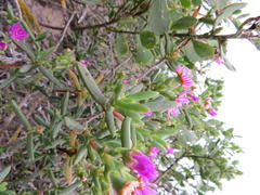 Ruschia langebaanensis