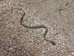 Thamnophis errans