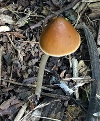 Psathyrella