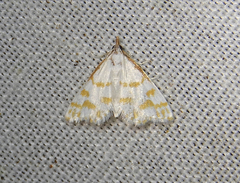 Leptosteges onirophanta