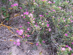 Ruschia langebaanensis