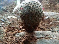 Mammillaria huitzilopochtli huitzilopochtli