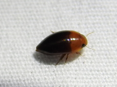 Hydrocanthus atripennis