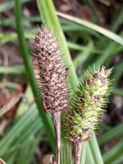 Carex typhina