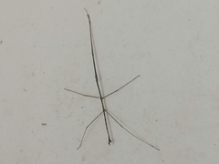 Pseudosermyle strigata