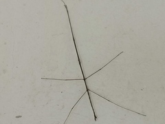 Pseudosermyle strigata