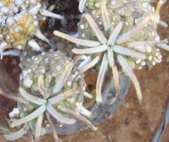 Euphorbia braunsii