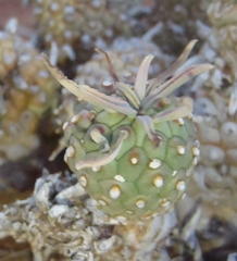 Euphorbia braunsii
