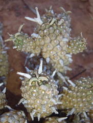 Euphorbia braunsii