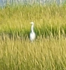 Ardea alba