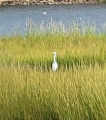 Ardea alba
