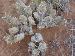 Euphorbia braunsii