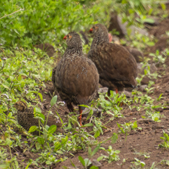 Pternistis squamatus