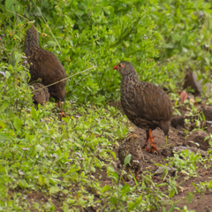 Pternistis squamatus