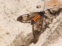 Cosmosoma braconoides