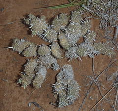 Euphorbia braunsii