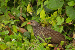 Pternistis squamatus