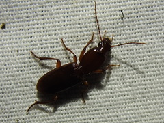 Stenomorphus