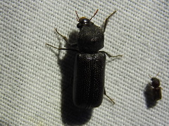 Apatides fortis