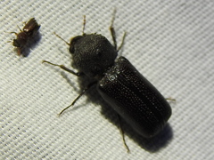 Apatides fortis